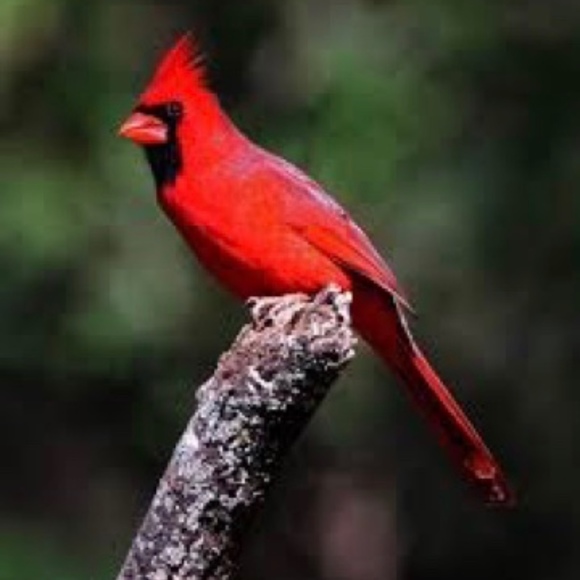 Meet your Posher, Patty - Picture 1 of 1